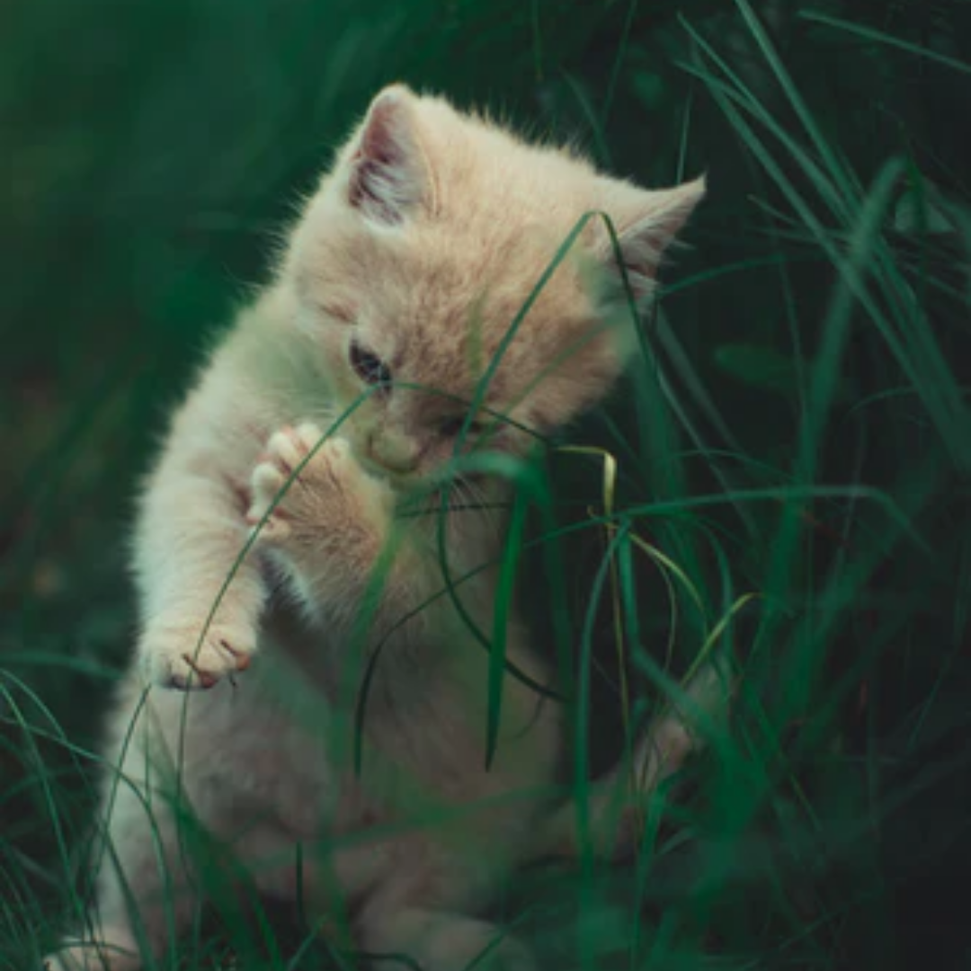 14 Purrfect Cat Puns: Strictly pussy and a bit fussy!