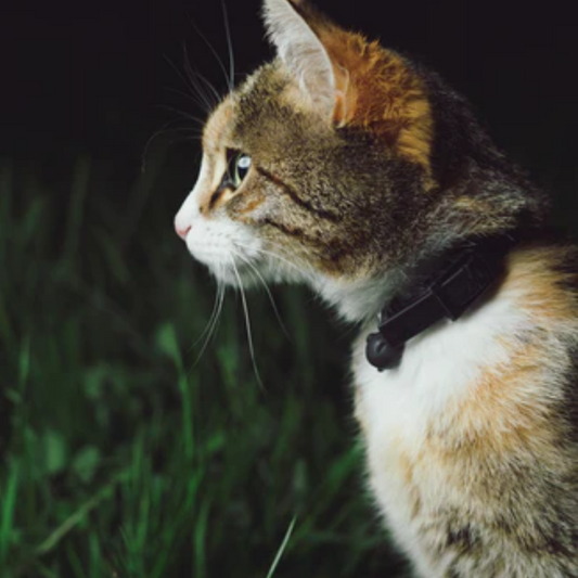 Can Cats Eat Bacon? Get the Facts
