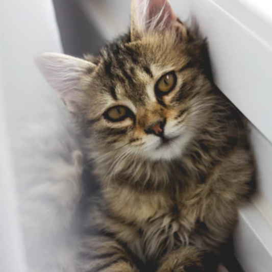 Cat Scooting — Why It Happens and What to Do?