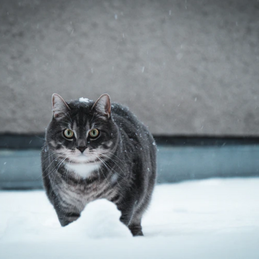 Why Cats Have Trouble Losing Weight?