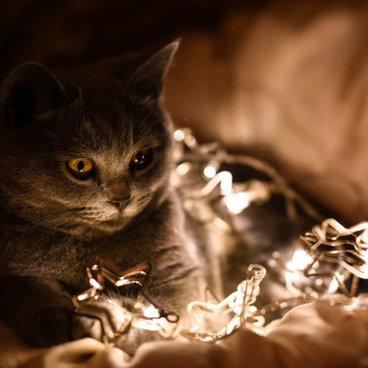 Did you know these purrfect celebrities with Cat Love?
