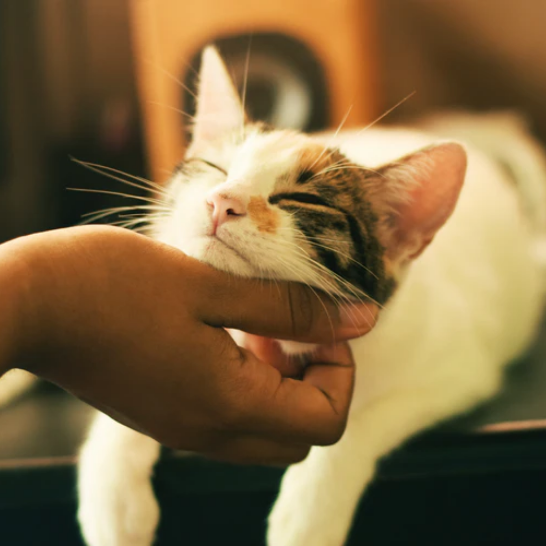 Can Cats Eat Cheese? Get the Facts About Cats and Cheese