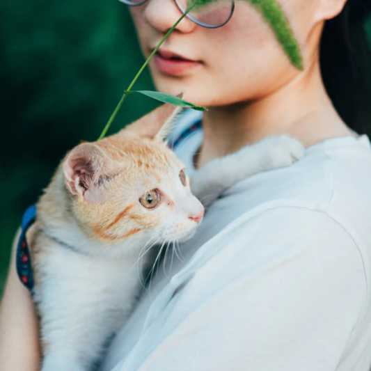 How to prepare yourself for your kitten's first Vet?