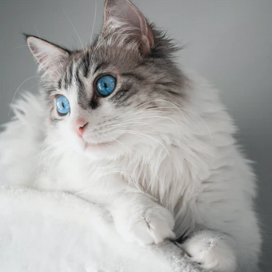 Your Pussy Cat is less furry these days? 6 Reasons for hair loss in Cats