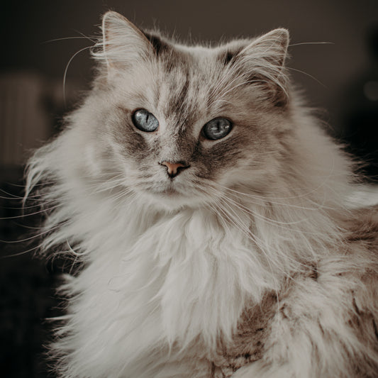 Life Lessons Your Cat Can Teach You