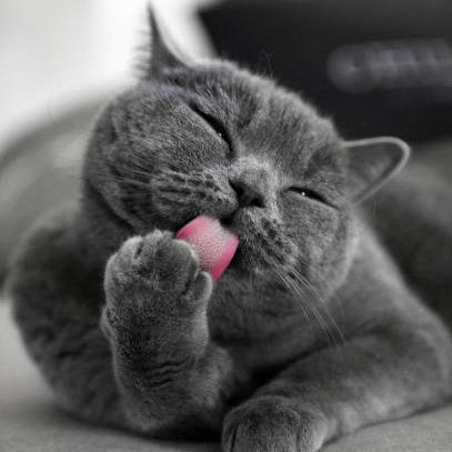 Why Do Cats Groom Each Other?