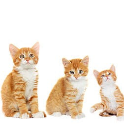 When Do Cats Stop Growing? Here’s When Cats Reach Their Full Size