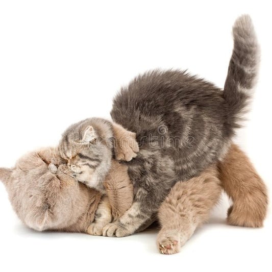 Humpy Jumpy Cat - What’s Up With Cat Humping?