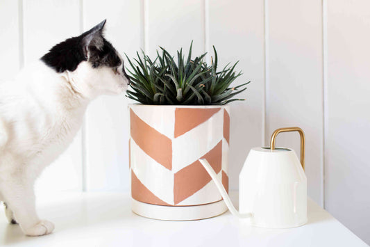 Safe Houseplants for Cat Homes: What to Keep and Avoid