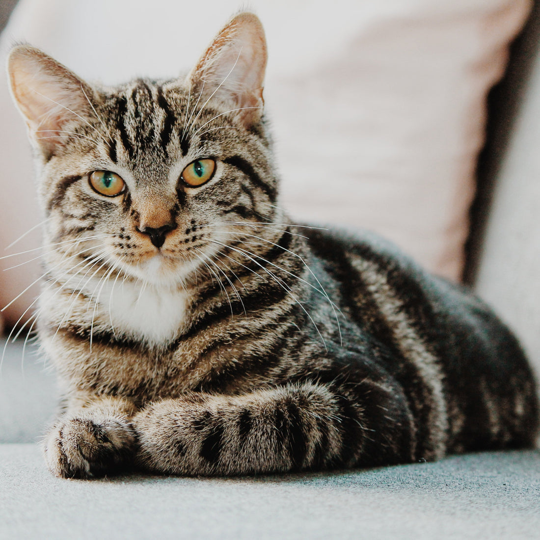 Virtual cat store to the rescue!