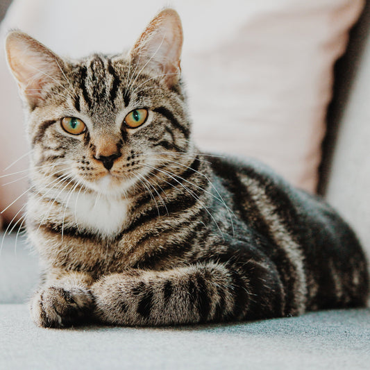 Virtual cat store to the rescue!