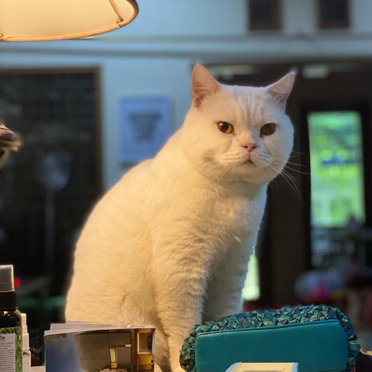 Why Is My Cat So Needy? - 5 Reasons Explained