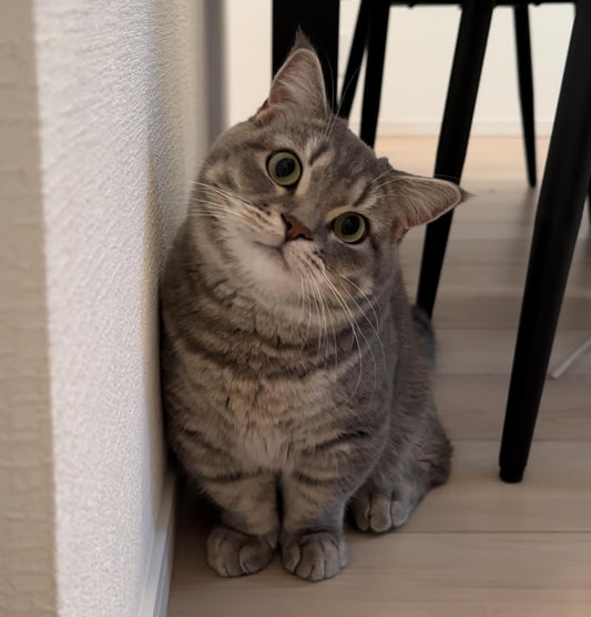 When Are Cats Fully Grown? Cat Life Stages Explained