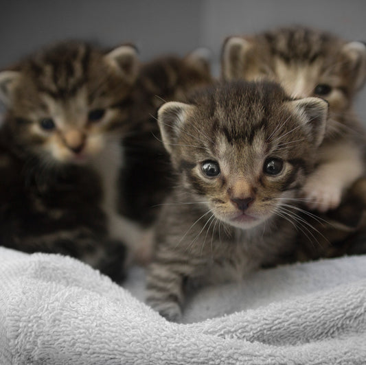 9 Tips to help your new kitty feel at home.