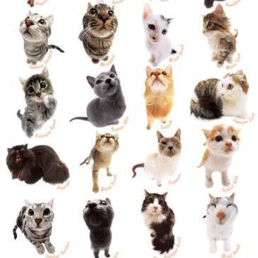 Shorthaired or longhaired, which cat breed should you get?