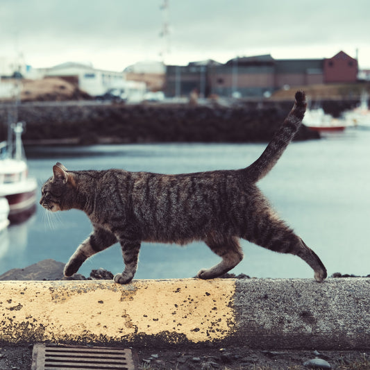 Protecting Cats From Pests: Tips And Tricks For Pet Owners