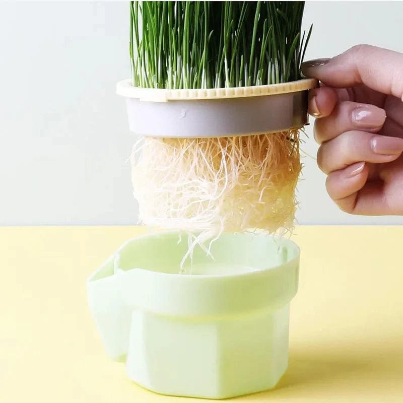 Hydroponic Plant Cat Grass Pot