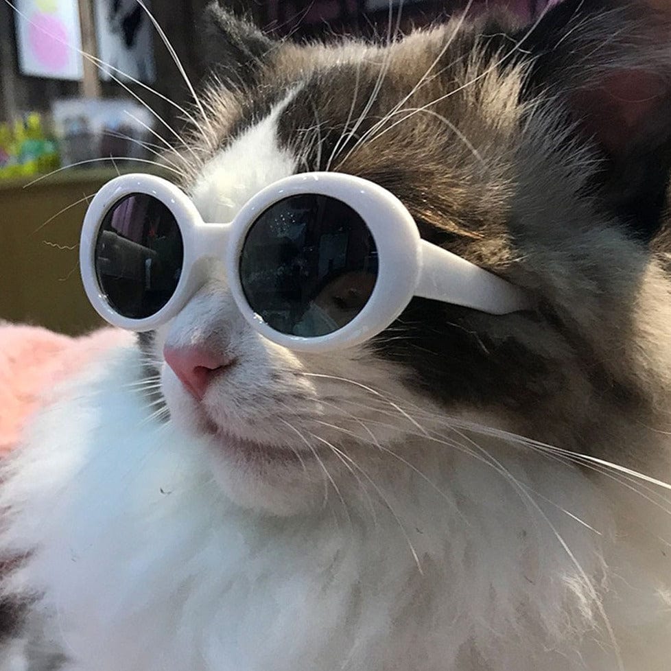 cat goggles Cool Vintage Glasses for Cats, White