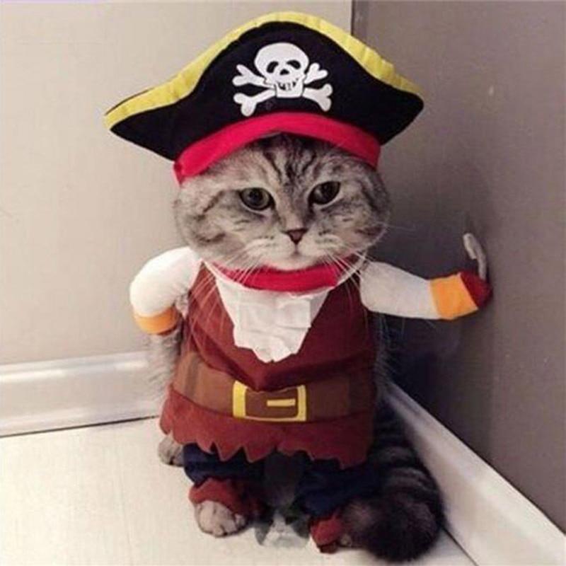 The Best Halloween Costumes for Cats