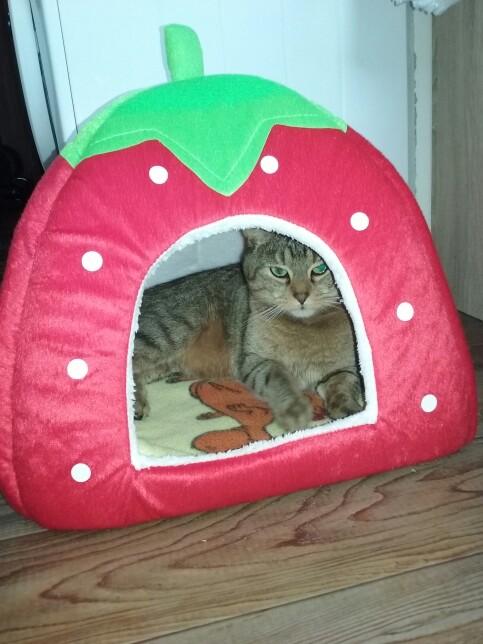 Portable foldable cat house for indoor use