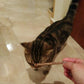 Natural Catnip Cat Molar Toothpaste Sticks