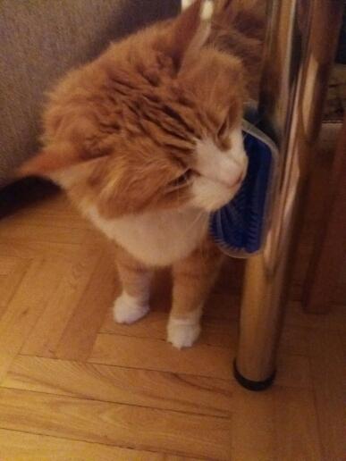 Cat Corner Self Grooming Massage Brush