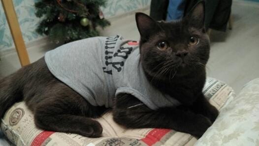 Classic Dog / Cat Sweater Coat