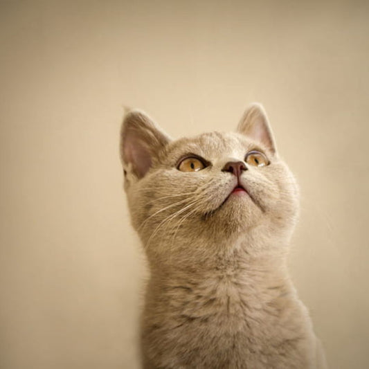 10 Weird and Amazing Facts About Cats
