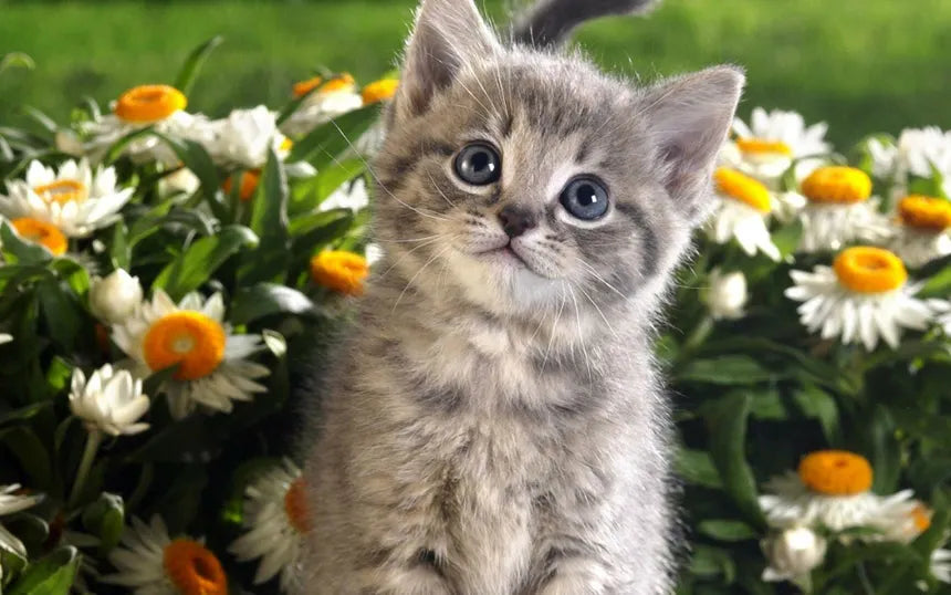 How to Build Healthy Habits During Kittenhood: A Complete Guide