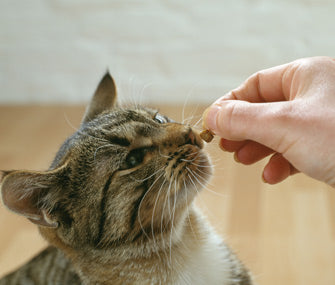 How Treats Affect Your Cat's Behavior and What You Should Know