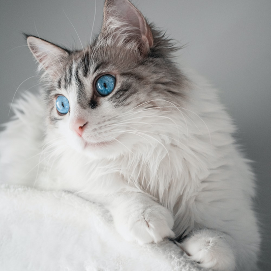 Ragdoll Cats