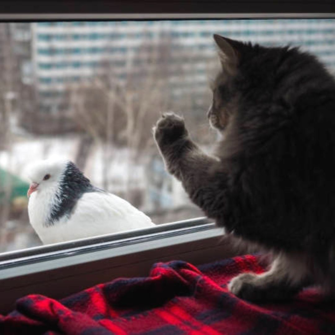 The Enigma of Feline Fascination: Why Cats Love Bird-Watching 