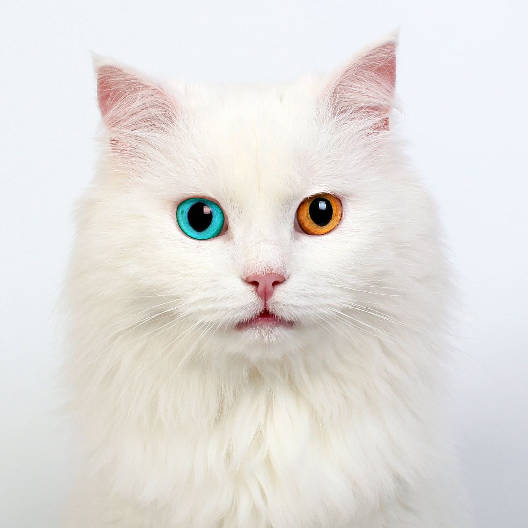 Why Cats Have Different Coloured Eyes: The Enigma of the Rarest Cat Eye Colour