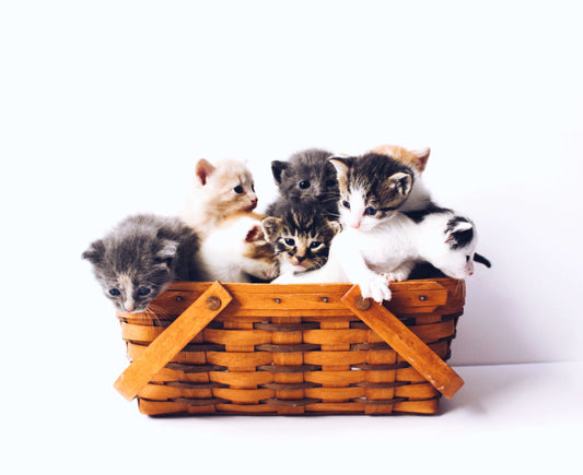 What Your Cat's Color Says About Their Health and Personality