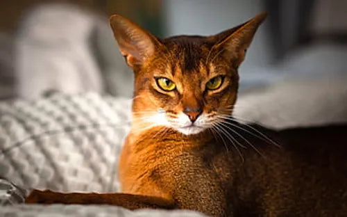 The Most Playful Cat Breeds That Make Perfect Family Pets