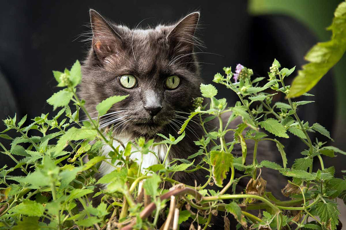 Catnip: Boon or Bane for Your Feline Friend?