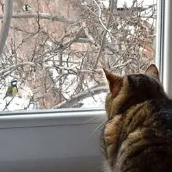 Why Cats Chatter at Birds: The Science Behind Feline Clicking Sounds!