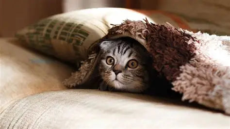 Hidden Household Noises That Stress Cats and How to Fix Them