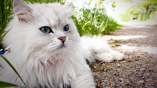 Quietest Cat Breeds for Apartment Living You Should Know About