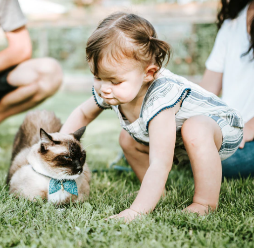 9 ways of introducing your cat to a new baby!
