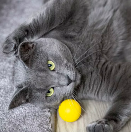 Playtime for Cats: The Importance of Regular Exercise and Mental Stimulation