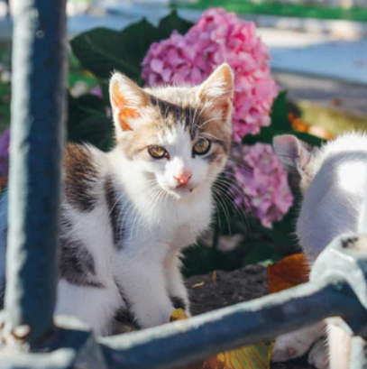 Gardening with Cats: 8 different ways to Create A Pet-Friendly Garden