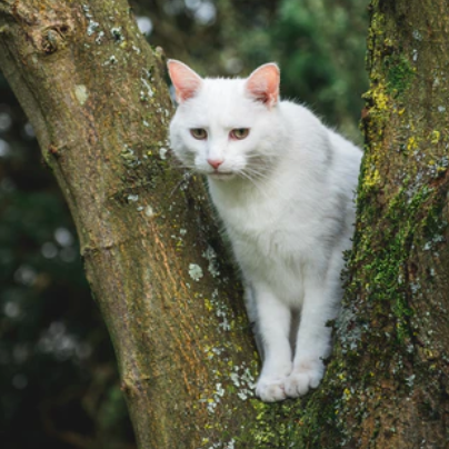 Why do cats get stuck in the trees and what you can do when it happens?