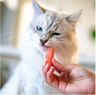 The Raw Food Diet for Cats: Unveiling the Key Benefits for Feline Health