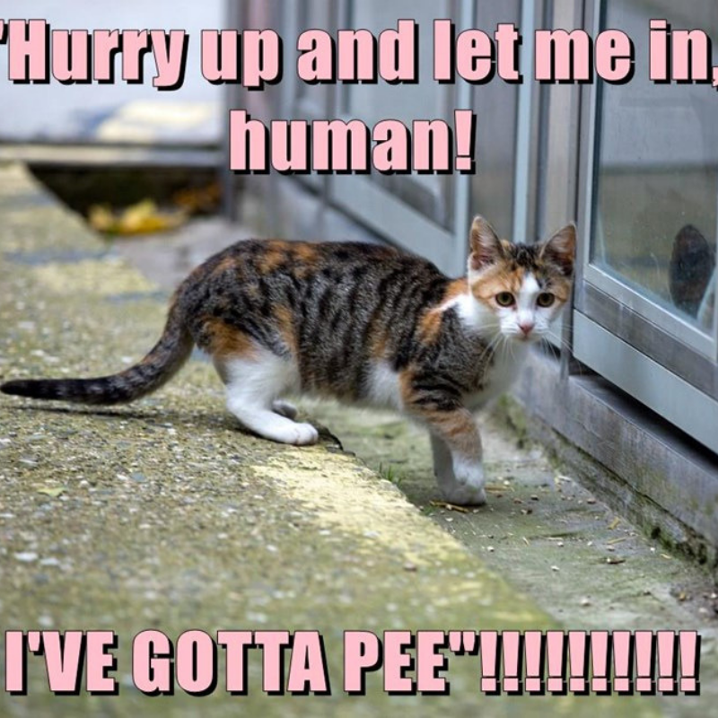 How often do cats pee & all you need to know about a cat’s litterbox habits.