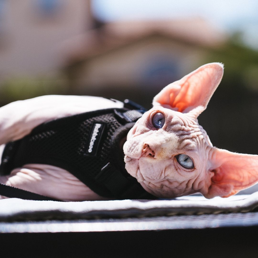 Behold, the royal and lovely Sphynx cat !!