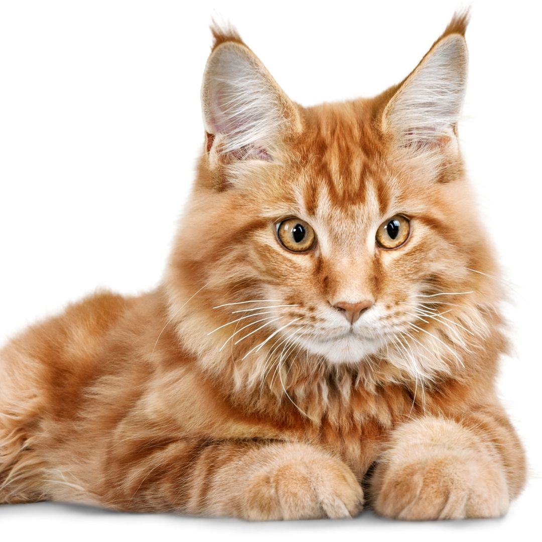 5 Signs to know that Your Cat isn't as Domesticated as You Think!