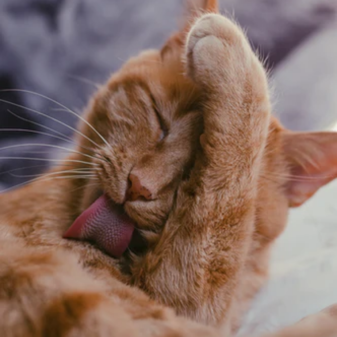 Why do cats lick you? 7 meowy reasons to know