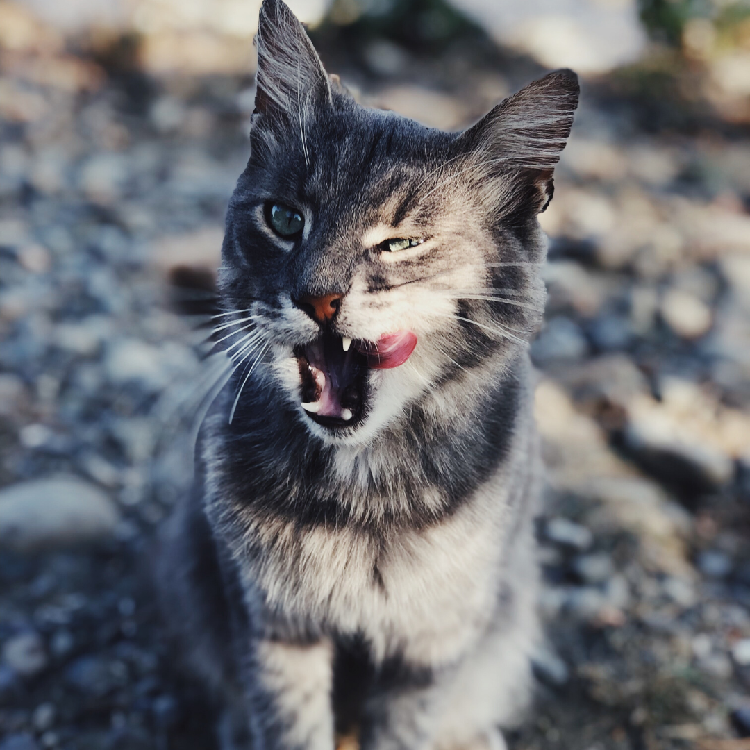 Reasons Why Cats Bite And How To Stop It | Catcurio – CatCurio Pet Store