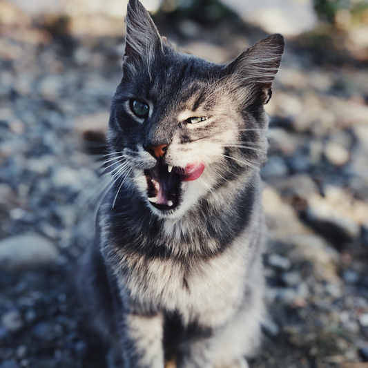 Reasons Why Your Cat Bites 